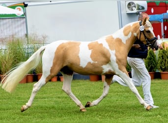 Lewitzer, Stute, 4 Jahre, 144 cm, Schecke