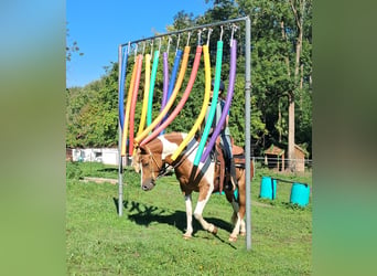 Lewitzer, Stute, 5 Jahre, 148 cm, Schecke