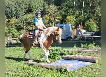 Lewitzer, Stute, 5 Jahre, 148 cm, Schecke