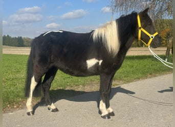 Lewitzer Mix, Stute, 6 Jahre, 128 cm, Schecke