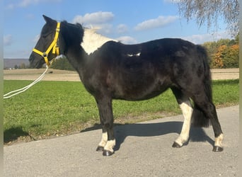 Lewitzer Mix, Stute, 6 Jahre, 128 cm, Schecke