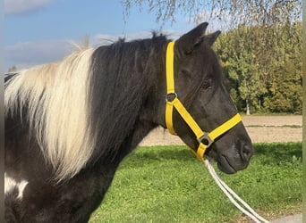 Lewitzer Mix, Stute, 6 Jahre, 128 cm, Schecke