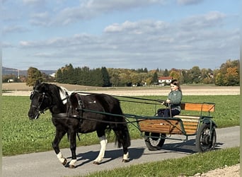 Lewitzer Mix, Stute, 6 Jahre, 128 cm, Schecke