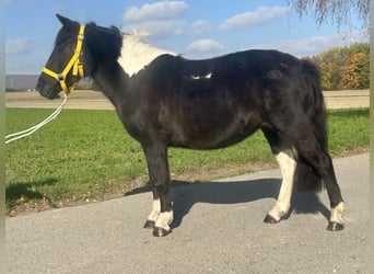 Lewitzer Mix, Stute, 6 Jahre, 128 cm, Schecke