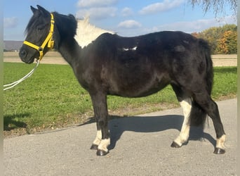 Lewitzer Mix, Stute, 6 Jahre, 128 cm, Schecke