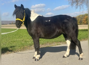 Lewitzer Mix, Stute, 6 Jahre, 128 cm, Schecke