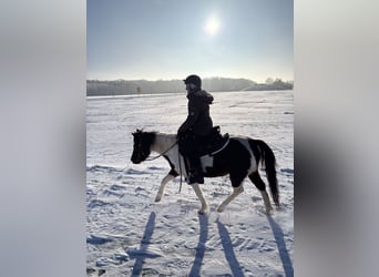 Lewitzer, Stute, 6 Jahre, 140 cm, Schecke