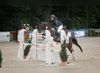 Lewitzer, Stute, 7 Jahre, 144 cm, Schecke