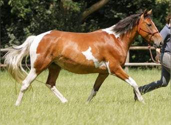 Lewitzer, Stute, 7 Jahre, 145 cm, Schecke