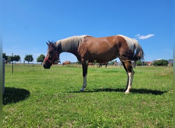 Lewitzer, Stute, 7 Jahre