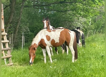 Lewitzer, Stute, 8 Jahre, 139 cm, Schecke