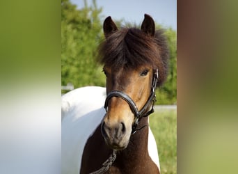 Lewitzer Mix, Stute, 9 Jahre, 140 cm, Schecke