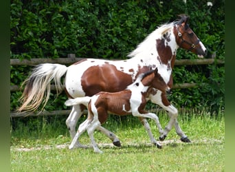 Lewitzer, Stute, Fohlen (05/2025), 148 cm, Tobiano-alle-Farben