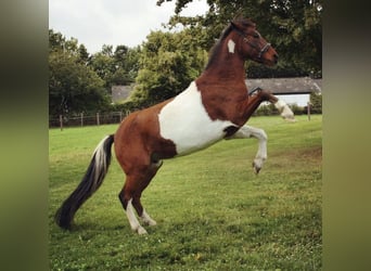 Lewitzer Blandning, Valack, 11 år, 145 cm, Pinto
