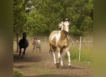 Lewitzer Blandning, Valack, 16 år, 150 cm, Pinto