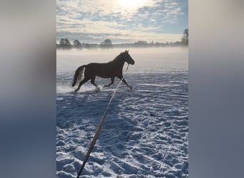 Lewitzer, Valack, 3 år, 146 cm, fux