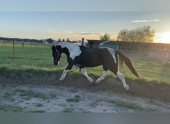 Lewitzer Blandning, Valack, 7 år, 135 cm, Pinto