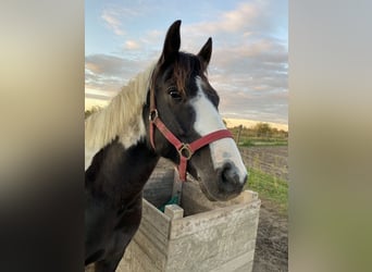 Lewitzer Blandning, Valack, 7 år, 135 cm, Pinto