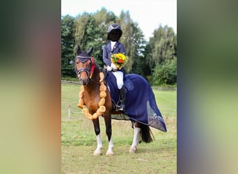 Lewitzer, Wallach, 11 Jahre, 120 cm, Schecke