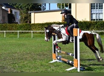 Lewitzer Mix, Wallach, 12 Jahre, 140 cm, Schecke