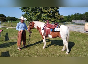 Lewitzer, Wallach, 12 Jahre, 142 cm, Schecke