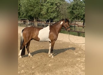 Lewitzer, Wallach, 12 Jahre, 145 cm, Schecke