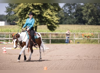 Lewitzer Mix, Wallach, 12 Jahre, 146 cm, Schecke