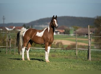 Lewitzer Mix, Wallach, 12 Jahre, 158 cm, Schecke