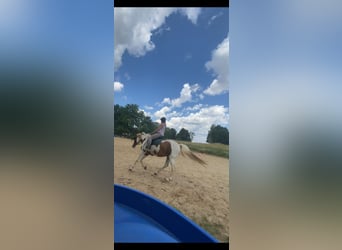 Lewitzer Mix, Wallach, 13 Jahre, 140 cm, Schecke