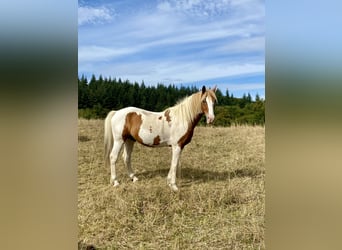 Lewitzer Mix, Wallach, 13 Jahre, 140 cm, Schecke