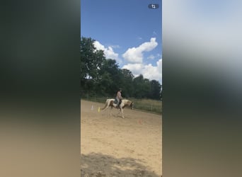 Lewitzer Mix, Wallach, 13 Jahre, 140 cm, Schecke