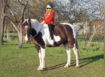 Lewitzer, Wallach, 13 Jahre, 152 cm, Schecke