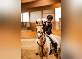 Lewitzer, Wallach, 14 Jahre, 148 cm, Schecke