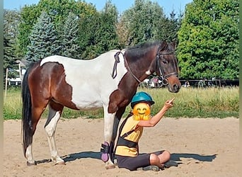 Lewitzer, Wallach, 15 Jahre, 129 cm, Schecke