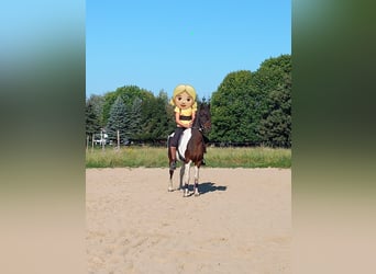 Lewitzer, Wallach, 15 Jahre, 129 cm, Schecke
