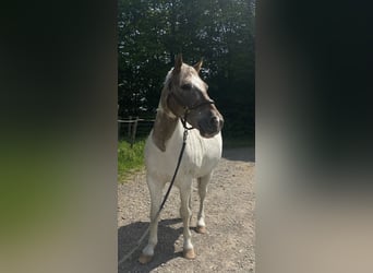 Lewitzer Mix, Wallach, 15 Jahre, 137 cm, Schecke