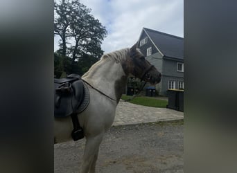 Lewitzer Mix, Wallach, 15 Jahre, 137 cm, Schecke