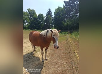 Lewitzer Mix, Wallach, 15 Jahre, 140 cm, Schecke