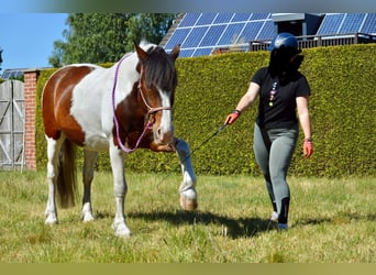 Lewitzer Mix, Wallach, 15 Jahre, 147 cm