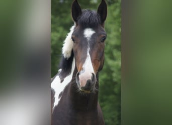 Lewitzer, Wallach, 15 Jahre, 148 cm