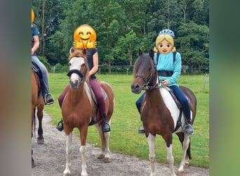 Lewitzer, Wallach, 16 Jahre, 128 cm, Schecke