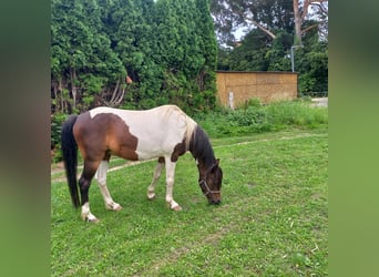 Lewitzer, Wallach, 16 Jahre, 128 cm, Schecke