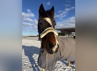 Lewitzer, Wallach, 16 Jahre, 143 cm, Schecke