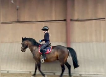 Lewitzer, Wallach, 17 Jahre, 135 cm, Brauner