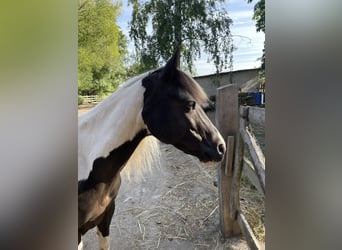 Lewitzer, Wallach, 18 Jahre, 130 cm, Schecke