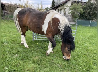 Lewitzer Mix, Wallach, 18 Jahre, 146 cm, Schecke
