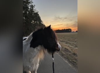 Lewitzer Mix, Wallach, 20 Jahre, 125 cm, Schecke