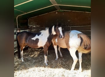 Lewitzer Mix, Wallach, 23 Jahre, 140 cm, Schecke