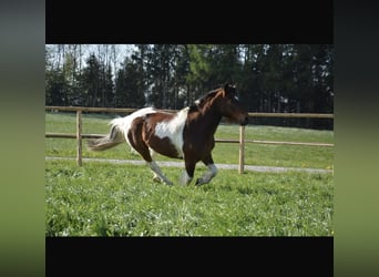 Lewitzer Mix, Wallach, 23 Jahre, 148 cm, Schecke