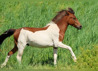 Lewitzer Mix, Wallach, 2 Jahre, 139 cm, Schecke